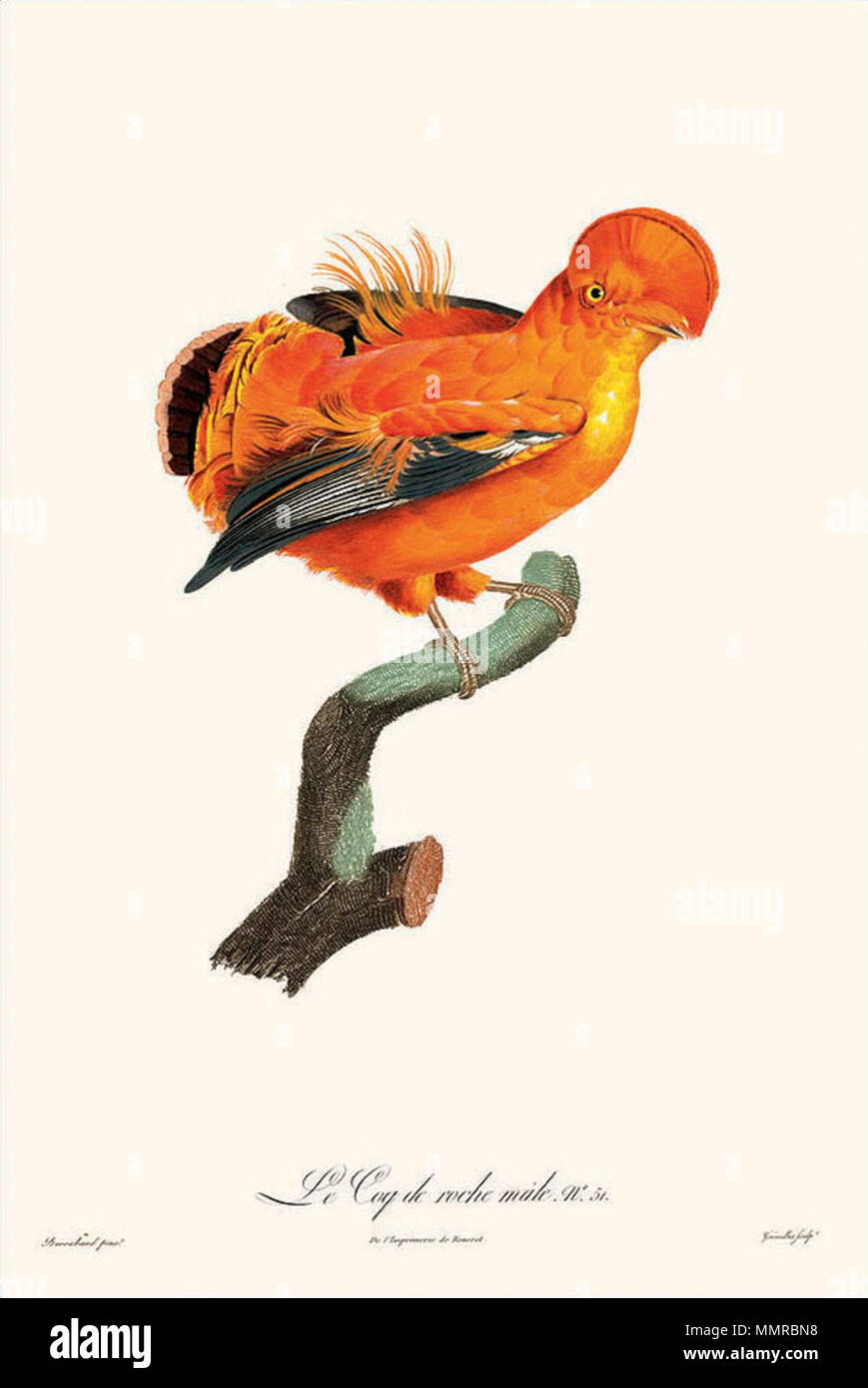 . Inglese: Le Coq de la Roche, mâle, piastra n. 51, dall'Histoire Naturelle des oiseaux de Paradis et des Rolliers', pubblicato da Jacques Barraband e François Levaillant (illustrazione originale in acquerello) . tra 1801 e 1805. Jacques Barraband (1767-1809) Barraband No51 Le Coq de la Roche maschio Foto Stock