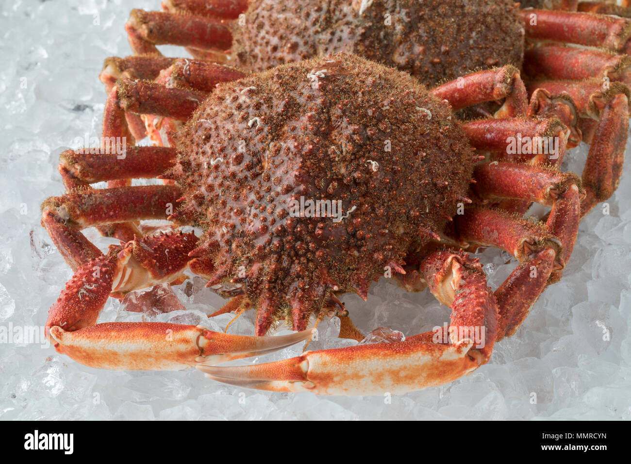 Crudo fresco granseole mantenuto su ghiaccio close up Foto Stock