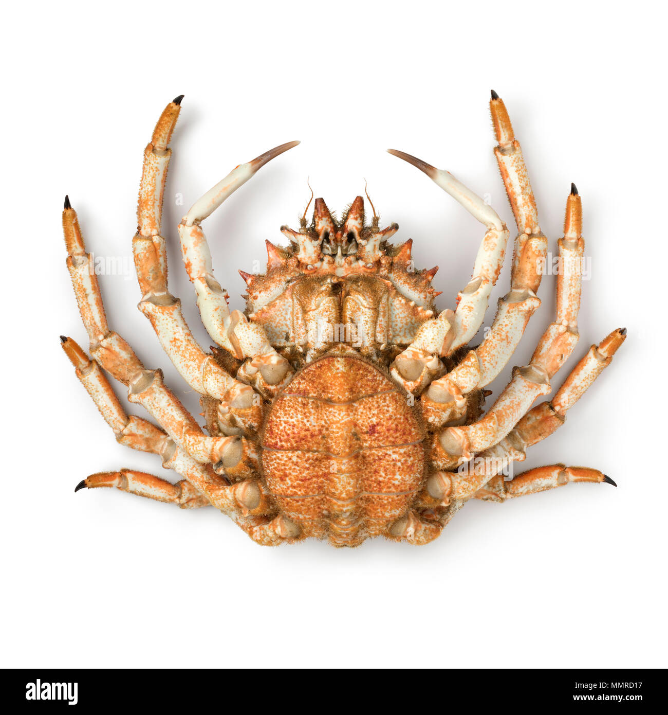 Fondo di un crudo fresco ragno femmina crab su sfondo bianco Foto Stock