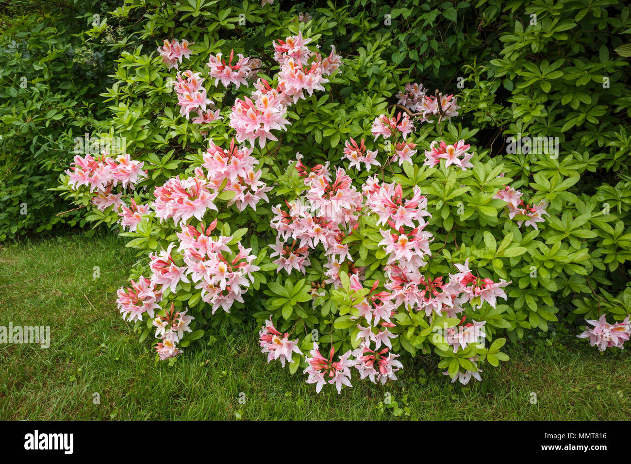Giardinaggio strutturali: Pretty evergreen fiori di colore rosa di un  arbusto di azalea in piena fioritura fioritura in un giardino del Surrey in  primavera, fiorente sul suolo di acido Foto stock -