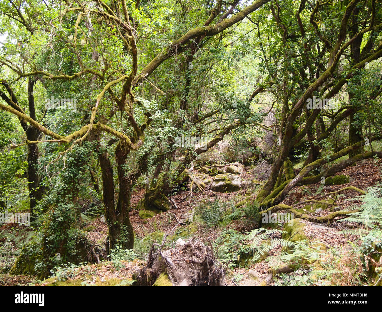 La Mata da Albergaria, un ben conservato bosco di querce entro Peneda-Gerês national park, il nord del Portogallo Foto Stock