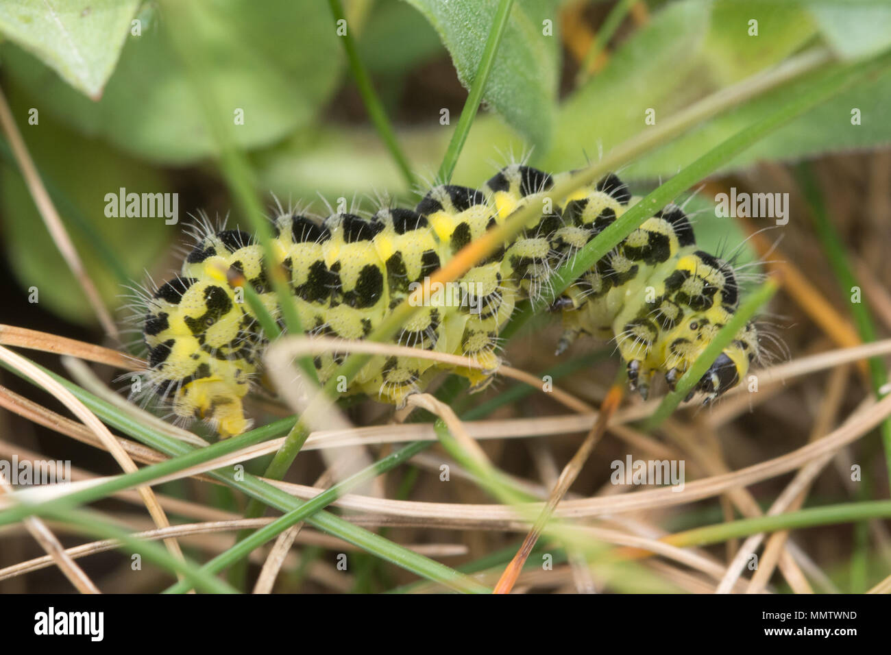 Sei spot burnett moth caterpillar o larva (Zygaena filipendulae) in habitat naturale in Dorset, Regno Unito Foto Stock