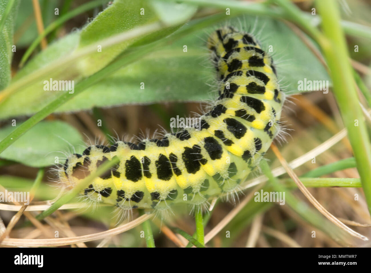 Sei spot burnett moth caterpillar o larva (Zygaena filipendulae) in habitat naturale in Dorset, Regno Unito Foto Stock