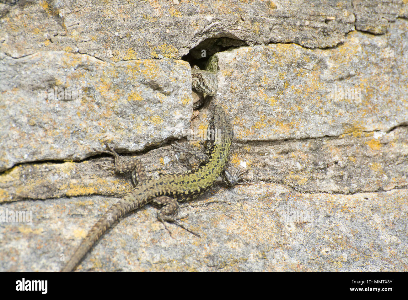 Lucertole della parete (Podarcis muralis), un introdotto non native di specie di rettili, a Boscombe nel Dorset, Regno Unito Foto Stock