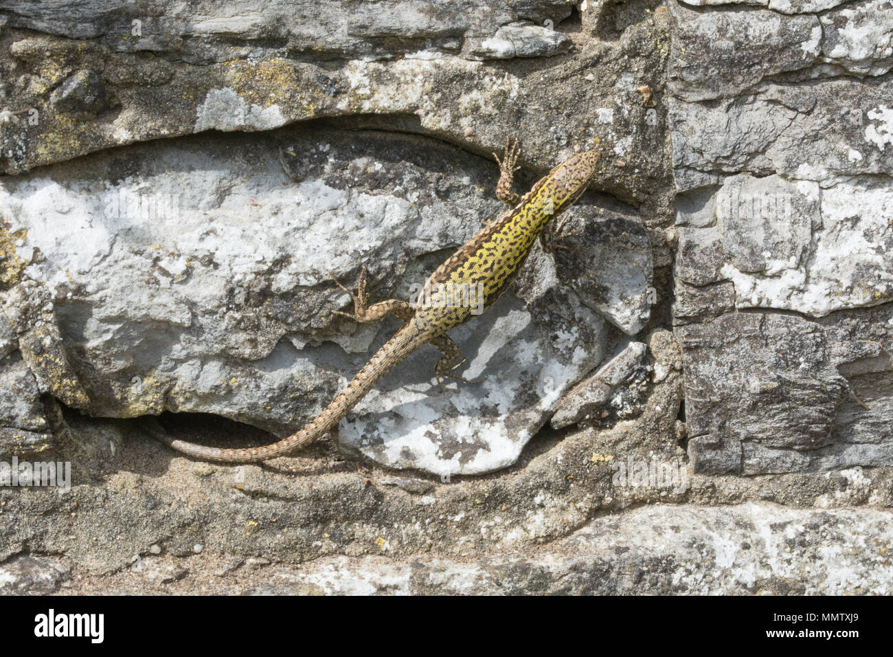 Lucertola muraiola (Podarcis muralis), un introdotto non native di specie di rettili, a Boscombe nel Dorset, Regno Unito Foto Stock