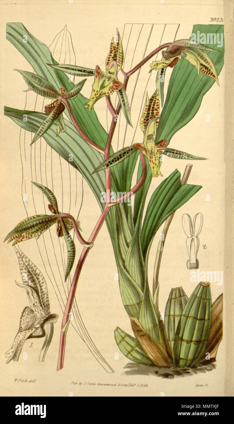 . Illustrazione di Catasetum deltoideum (come Myanthus deltoideus) ) . 1842. Walter Hood Fitch (1817-1892) nomi alternativi W. H. Fitch; Walter H. Fitch; Fitch Descrizione incisore britannico e botanico, Data di nascita e morte 28 Febbraio 1817 14 gennaio 1892 Luogo di nascita e morte Glasgow Londra periodo di lavoro 1834-1888 competente controllo : Q1102060 VIAF:?ISNI 12458289:?0000 0000 8091 8938 ULAN:?500124398 LCCN:?n79120942 NLA:?36553990 WorldCat Catasetum deltoideum (come Myanthus d.) - Curtis v. 68 pl 3923 Foto Stock . Illustrazione di Catasetum deltoideum (come Myanthus deltoideus) ) . 1842. Walter Hood Fitch (1817-1892) nomi alternativi W. H. Fitch; Walter H. Fitch; Fitch Descrizione incisore britannico e botanico, Data di nascita e morte 28 Febbraio 1817 14 gennaio 1892 Luogo di nascita e morte Glasgow Londra periodo di lavoro 1834-1888 competente controllo : Q1102060 VIAF:?ISNI 12458289:?0000 0000 8091 8938 ULAN:?500124398 LCCN:?n79120942 NLA:?36553990 WorldCat Catasetum deltoideum (come Myanthus d.) - Curtis v. 68 pl 3923 Foto Stock