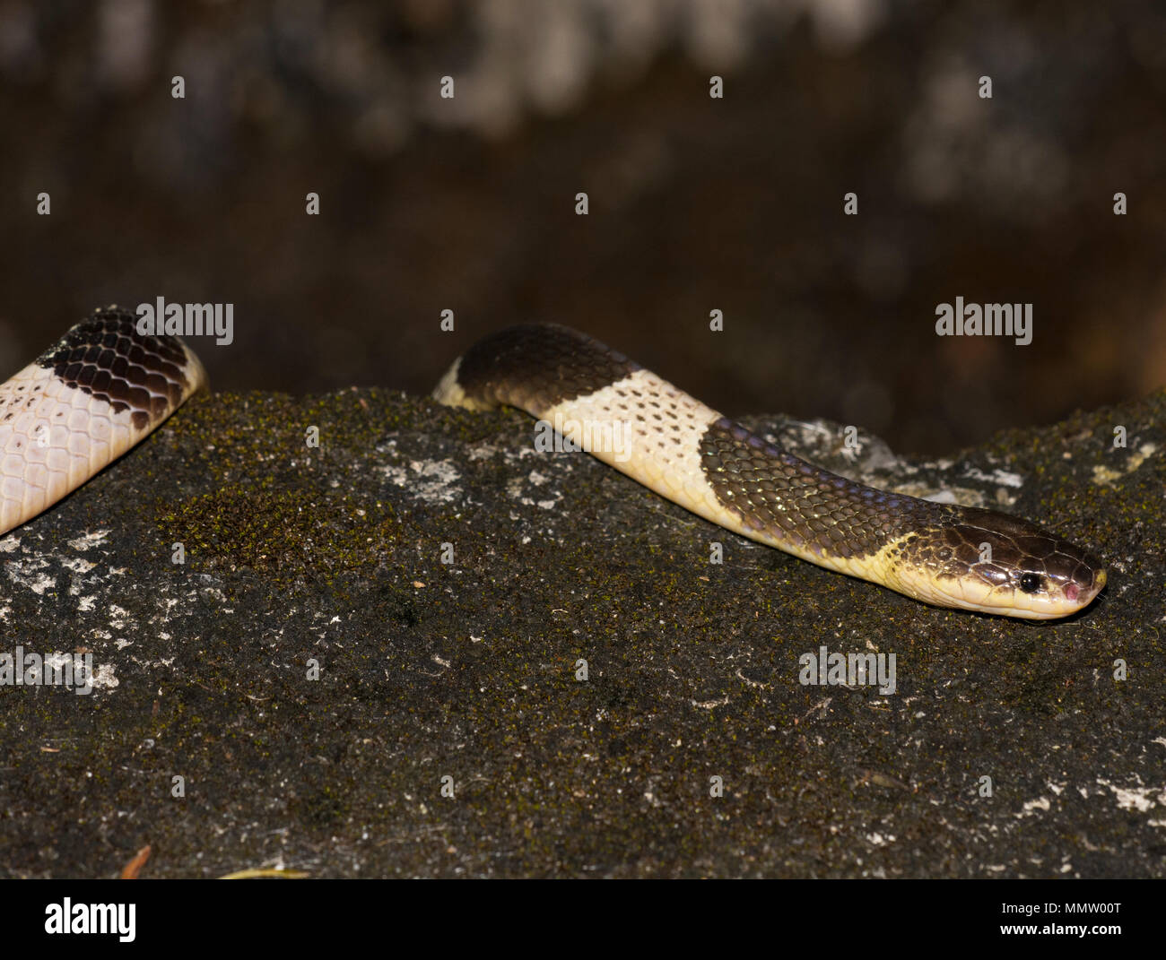 Blu o: la malese Krait (Bungarus candidus) sulla strada di notte Krabi Thailandia uno dei la maggior parte dei serpenti velenosi nel mondo. Foto Stock