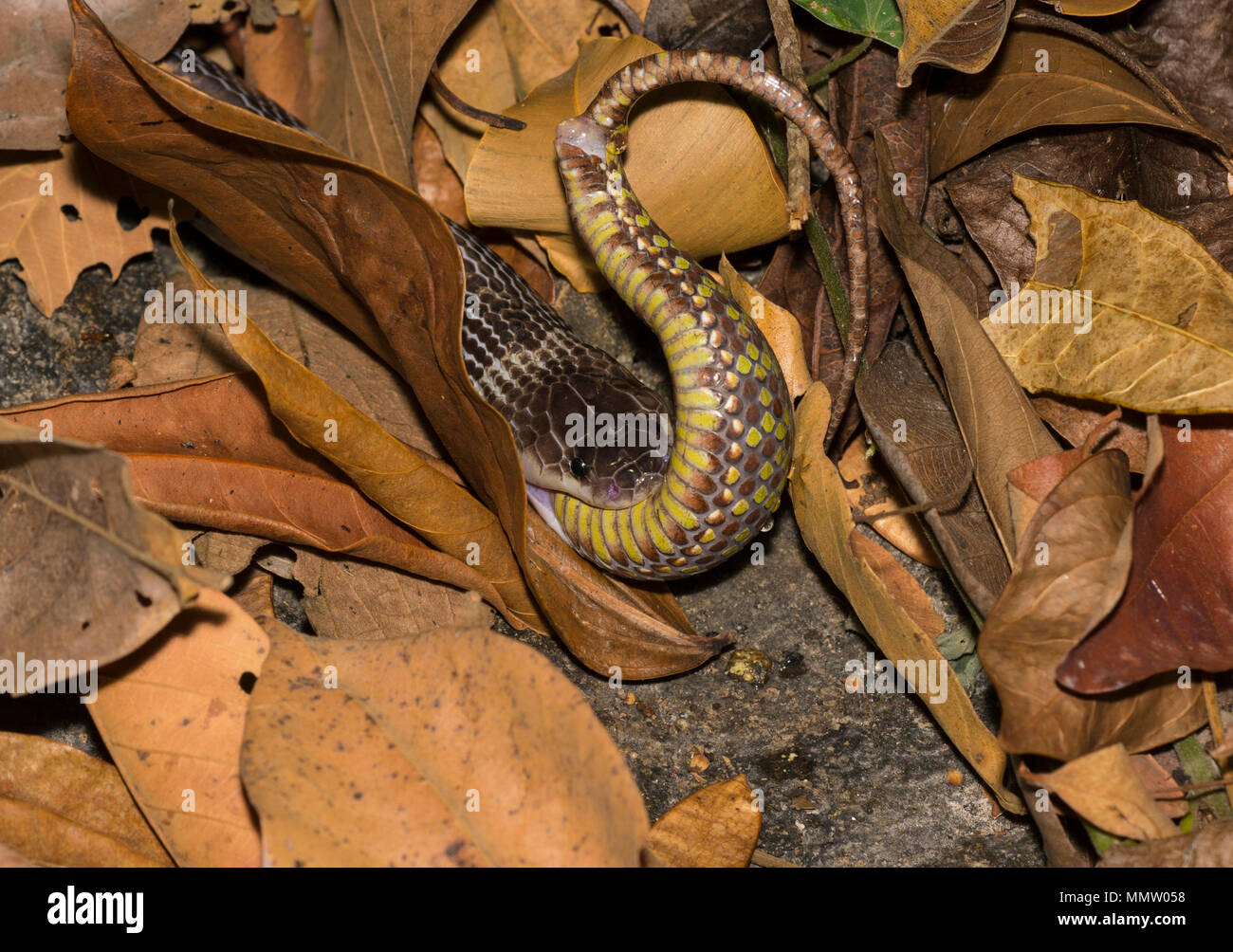 Blu o: la malese Krait (Bungarus candidus) mangia Brown Spotted Rattlesnakes (Trimeresurus venustus) Thailandia, uno del mondo più serpenti velenosi. Foto Stock