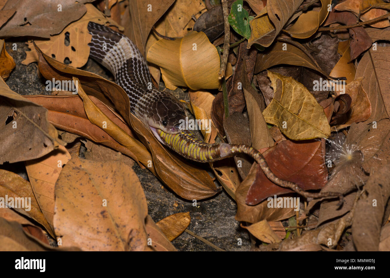Blu o: la malese Krait (Bungarus candidus) mangia Brown Spotted Rattlesnakes (Trimeresurus venustus) Thailandia, uno del mondo più serpenti velenosi. Foto Stock