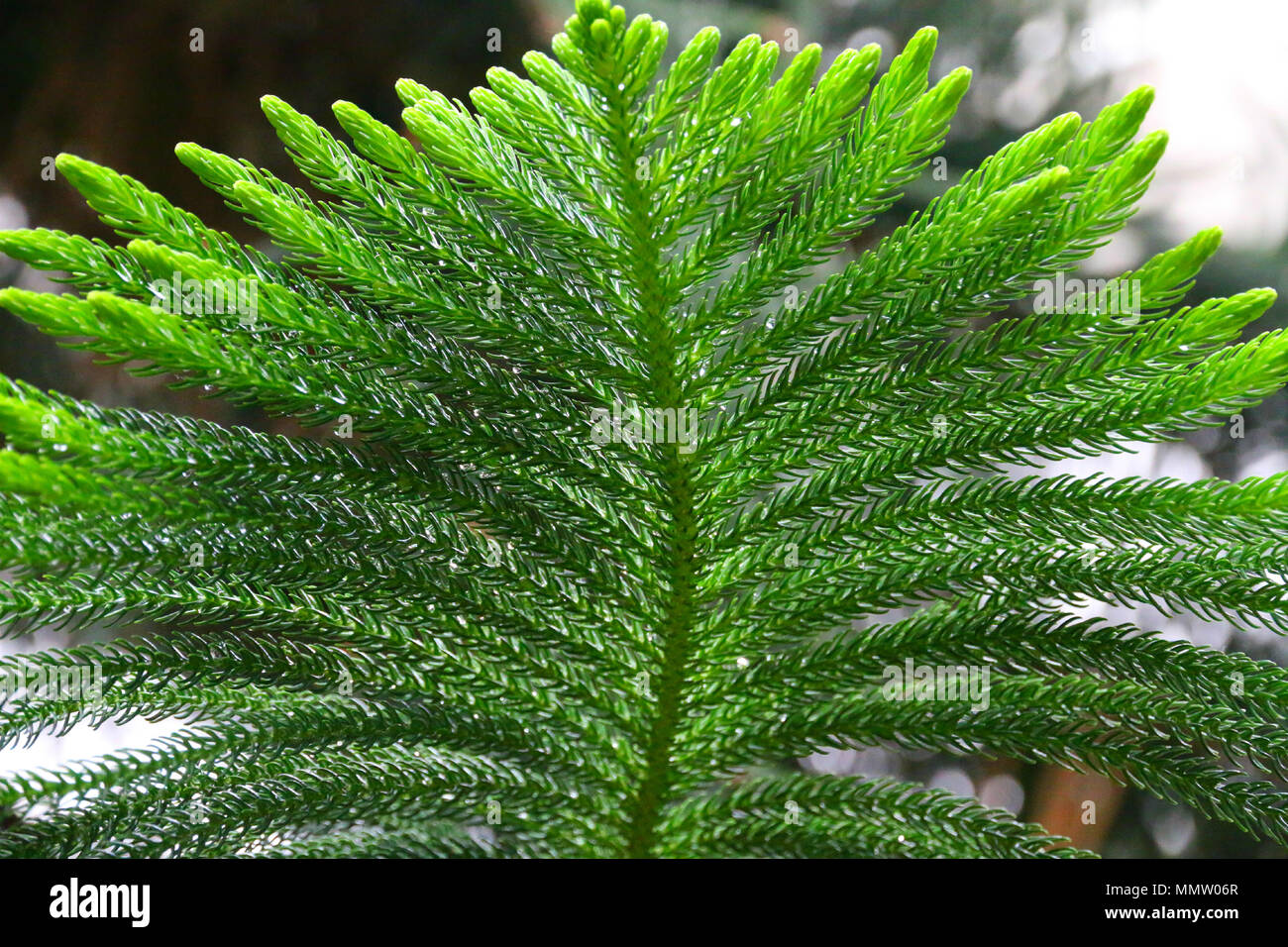 Chiudere guardare molto interessante di un cercando verde tropicale di piante esotiche foglie. Foto Stock