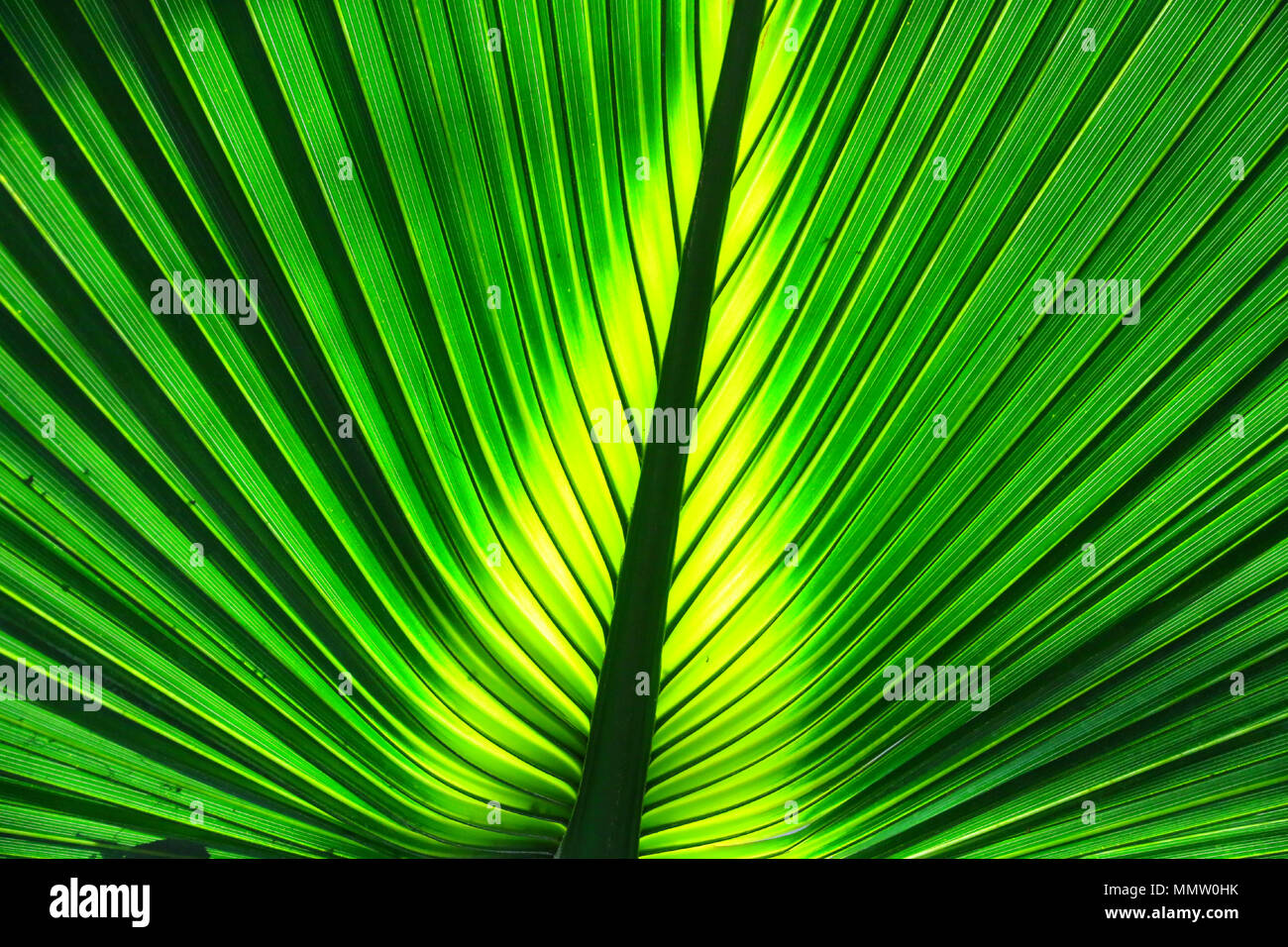 Sguardo ravvicinato di un molto bel verde tropicale esotico di foglie di palma in un giardino tropicale. Foto Stock
