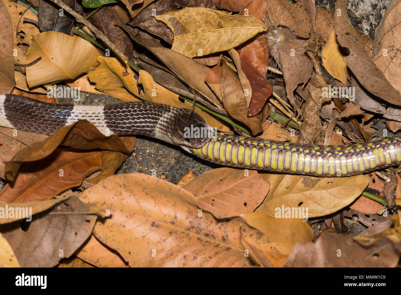 Blu o: la malese Krait (Bungarus candidus) mangia Brown Spotted Rattlesnakes (Trimeresurus venustus) Thailandia, uno del mondo più serpenti velenosi. Foto Stock