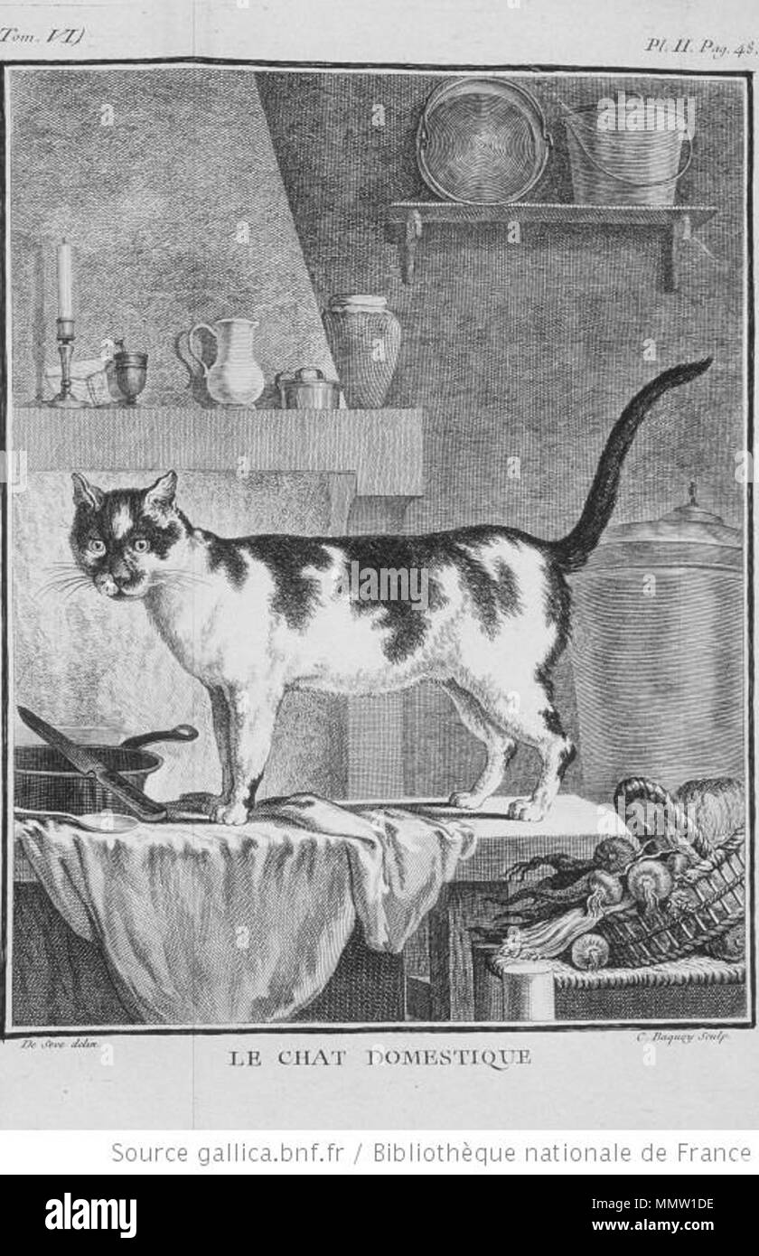 . Français : domestique Chat (Catus domesticus) dans l'Histoire Naturelle de Buffon. . 1756. De Sève (dessinateur) / C. Baquoy (graveur) Chat domestique catus di galline Foto Stock