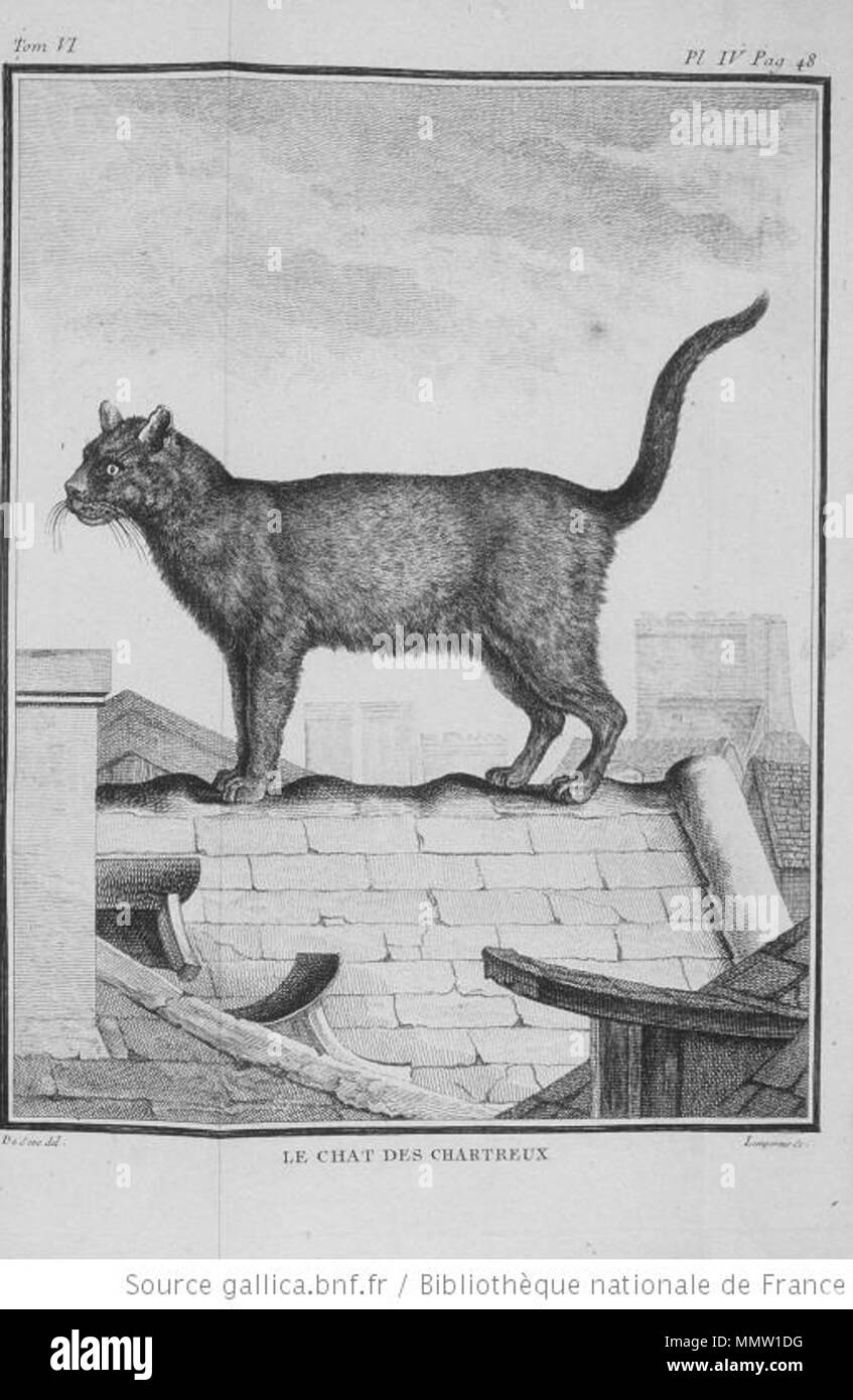 . Français : Le Chat des Chartreux (Catus coeruleus) dans l'Histoire Naturelle de Buffon. . 1756. De Sève (dessinateur) / S. L. LEMPEREUR (graveure) Chat des Chartreux Catus coeruleus Foto Stock