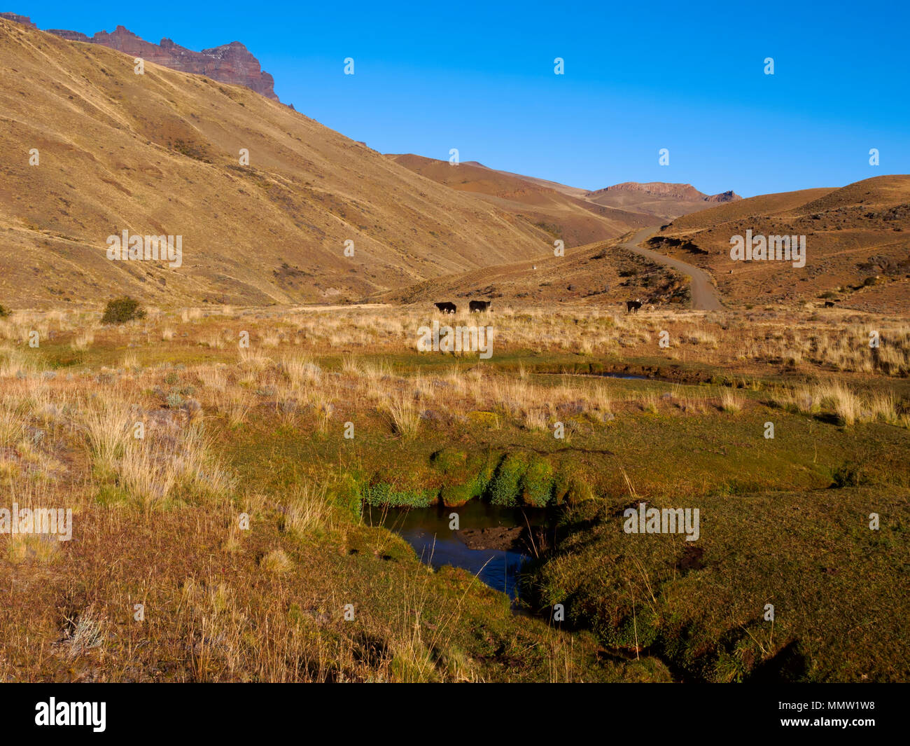 Il bestiame pascola nelle praterie di Estancia Baguales, Patagonia, Cile. La valle del Rio Baguales è una remota zona vicino al confine di Argentina. Foto Stock