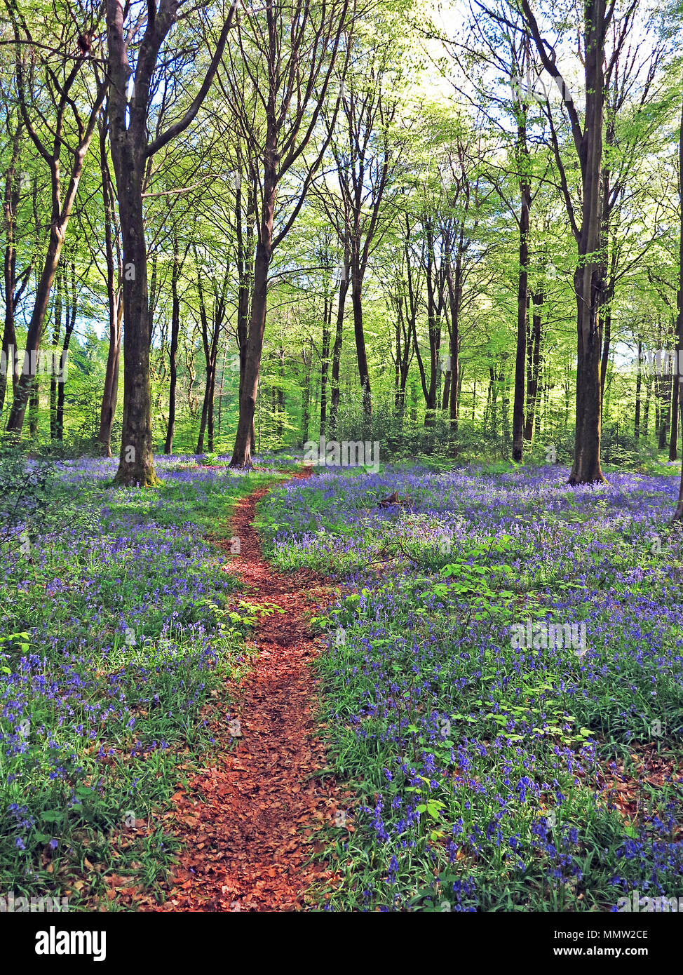 Bluebell boschi in primavera, Hampshire, Inghilterra Foto Stock