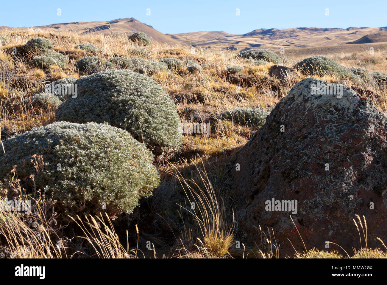 Vegetazione della pampa di Sierra Baguales, Patagonia, Cile Foto Stock
