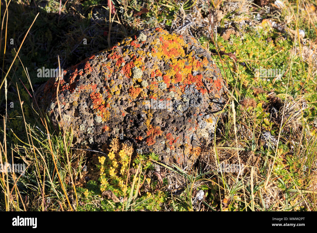 I licheni in Sierra Baguales, Patagonia, Cile. Arancione, grigio e giallo, licheni crescono su una roccia nell'aria pulita della Sierra Baguales River Valley. Foto Stock