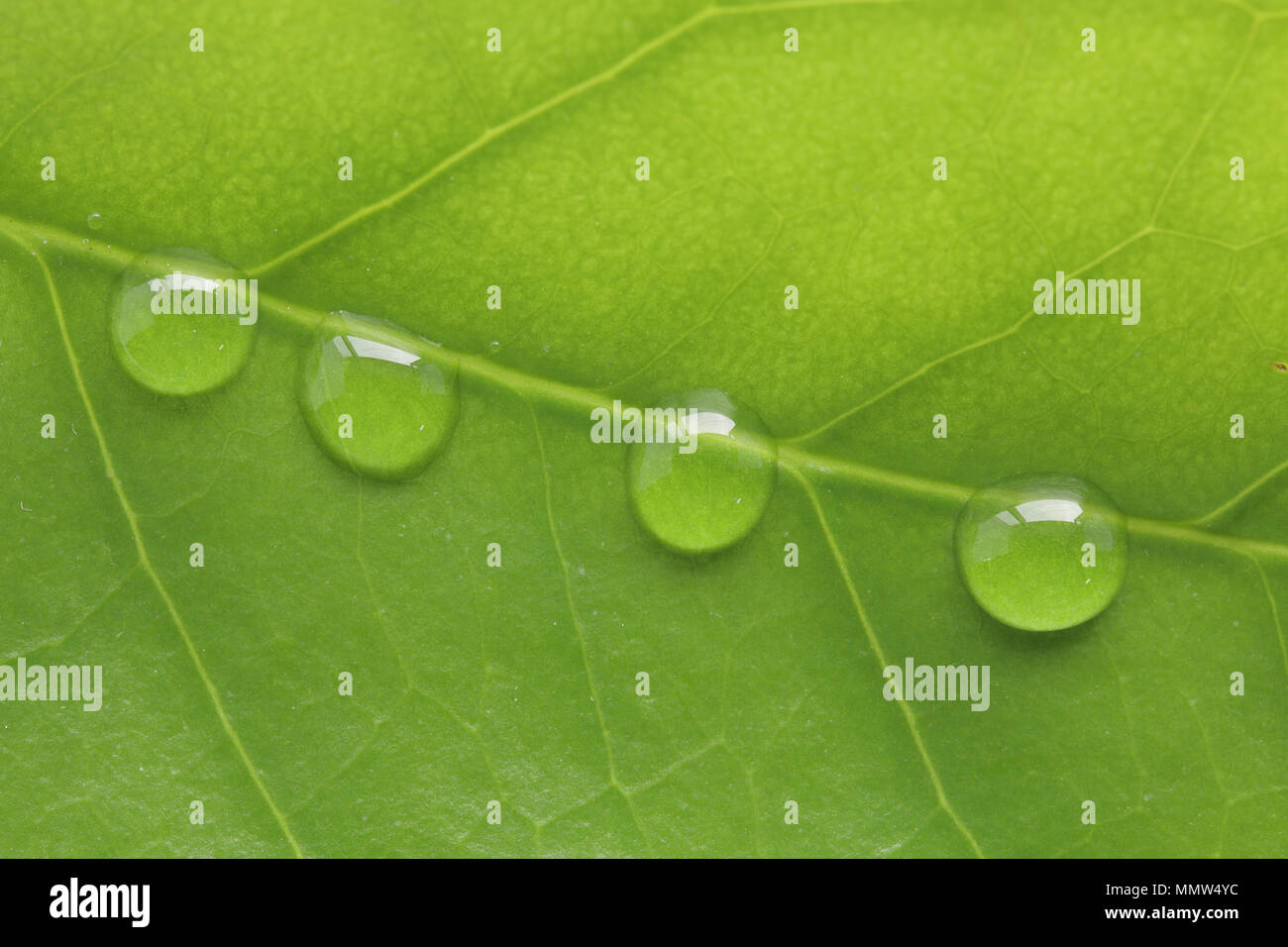 Shiny gocce di pioggia o trasparente di goccioline di acqua sulla foglia verde sfondo macro Foto Stock