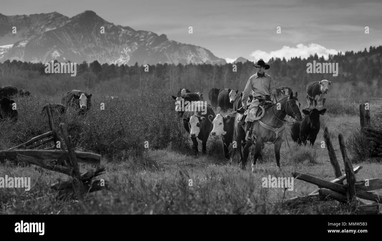 Ottobre 2017, Ridgway, Col.orado: cowboy sulle unità di bestiame raccogliere Angus/Hereford cross vacche e vitelli di doppio pattino azienda bestiame, Centennial Ranch, San Juan Mountains Foto Stock