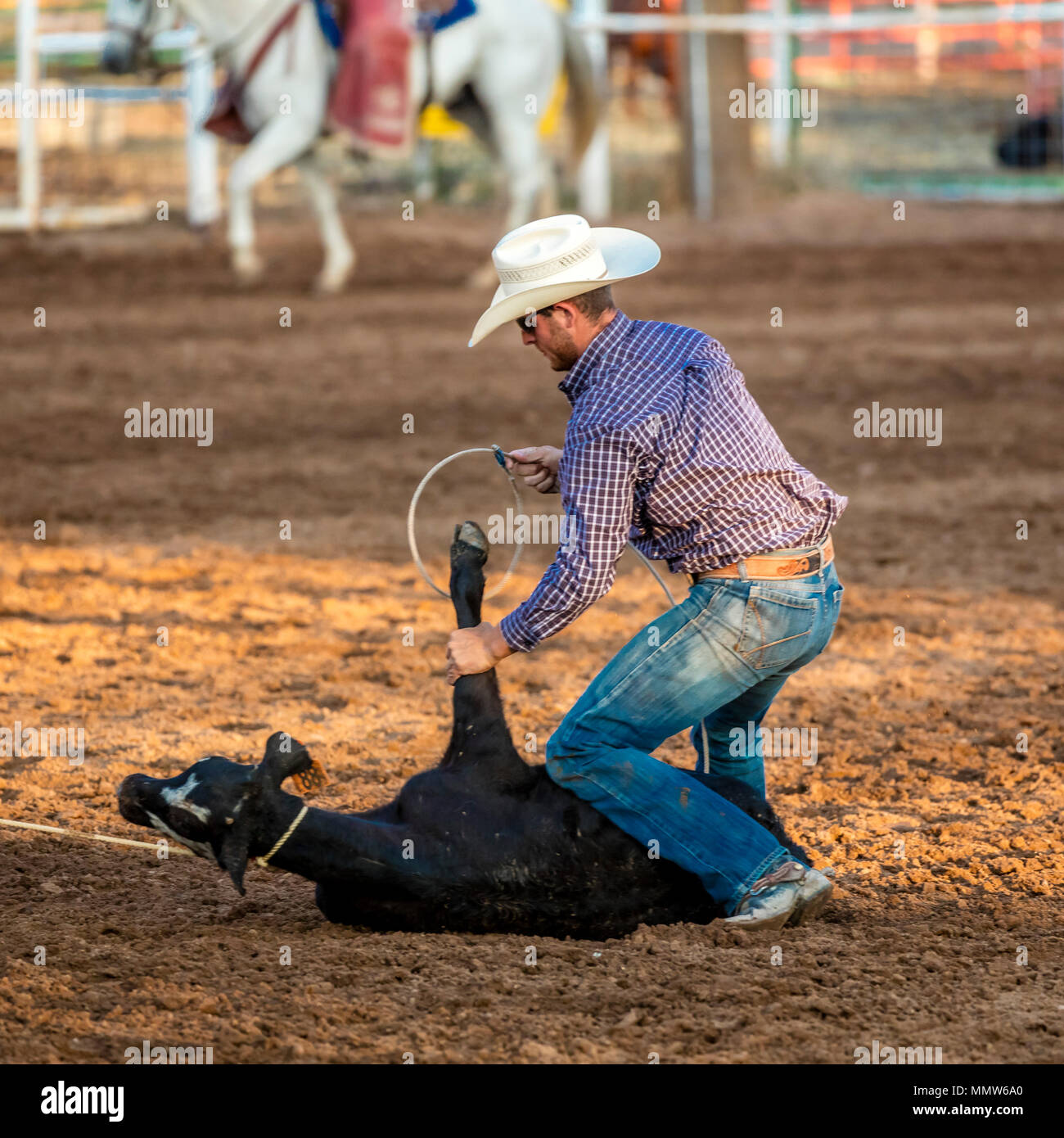 Luglio 22, 2017 NORWOOD COLORADO - Cowboy funi vitello durante San Miguel Basin Rodeo, San Miguel County Fairgrounds, Norwood, Colorado Foto Stock