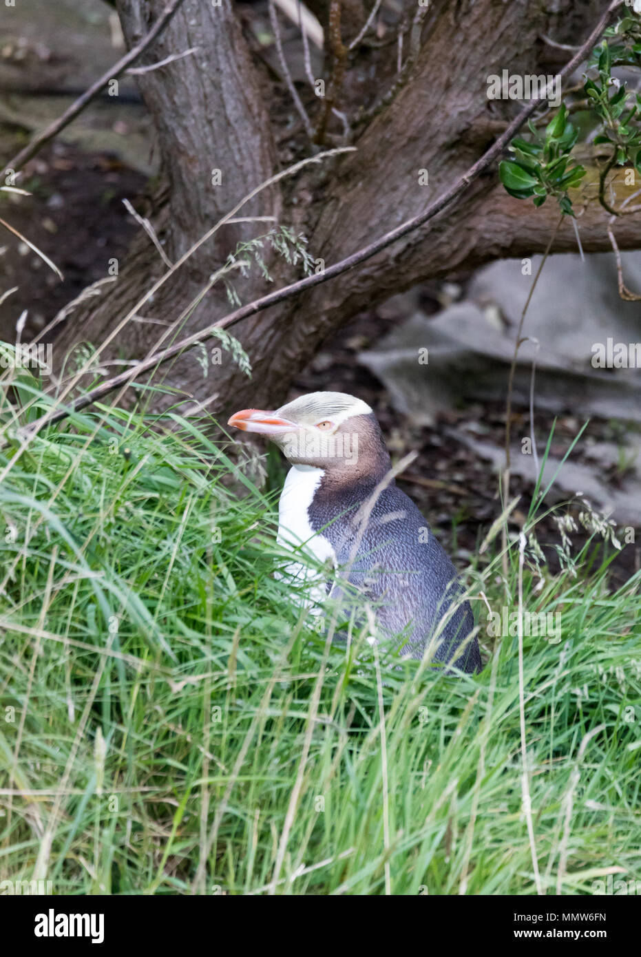 Giallo wild-eyed penguin (Megadyptes antipodes), o Hoiho, il mondo il pinguino più rari trovati in Nuova Zelanda Foto Stock