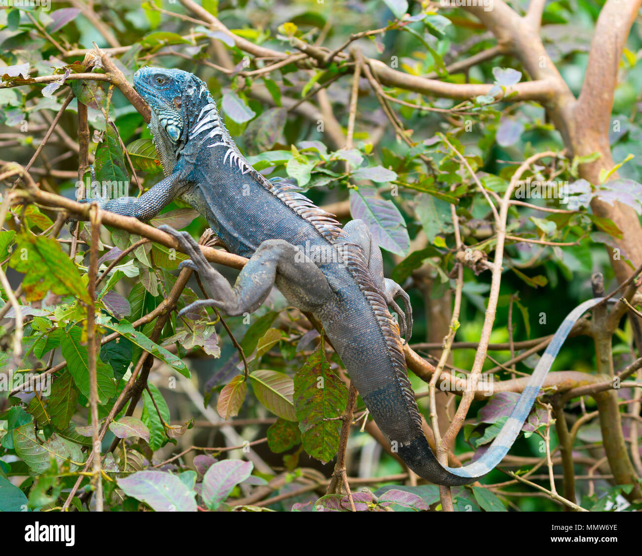 Tutto verde iguana americano morph blu sul ramo di albero Foto Stock