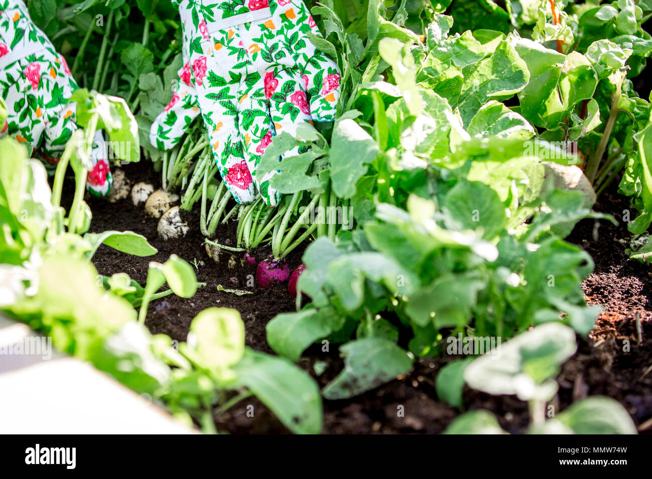 Giardinaggio - Donna è la raccolta di ravanelli dal letto sollevata Foto Stock