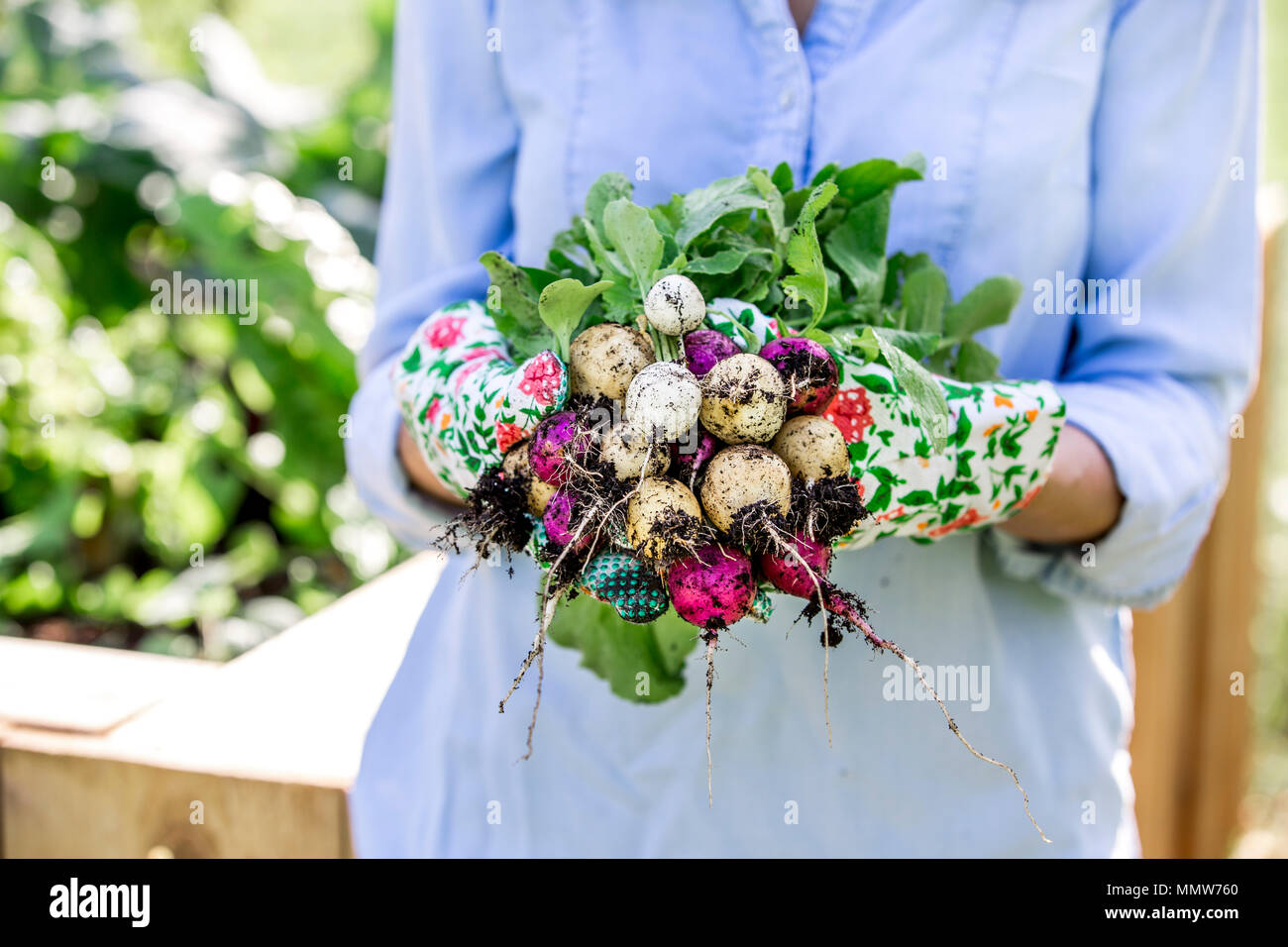 Giardinaggio - Donna è la raccolta di ravanelli dal letto sollevata Foto Stock