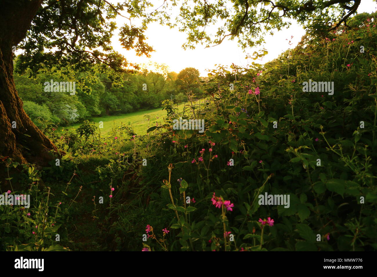 Vista da boschi guardando fuori su un prato verde campo nel periodo estivo con red campion fiori selvatici Foto Stock