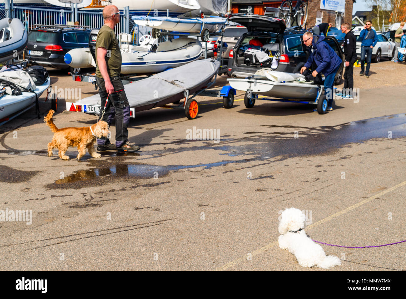 Raa Harbour, Helsingborg, Svezia - 29 Aprile 2018: documentario della vita di tutti i giorni e il luogo. Piccolo peloso cane bianco in primo piano la visione di un più grande br Foto Stock