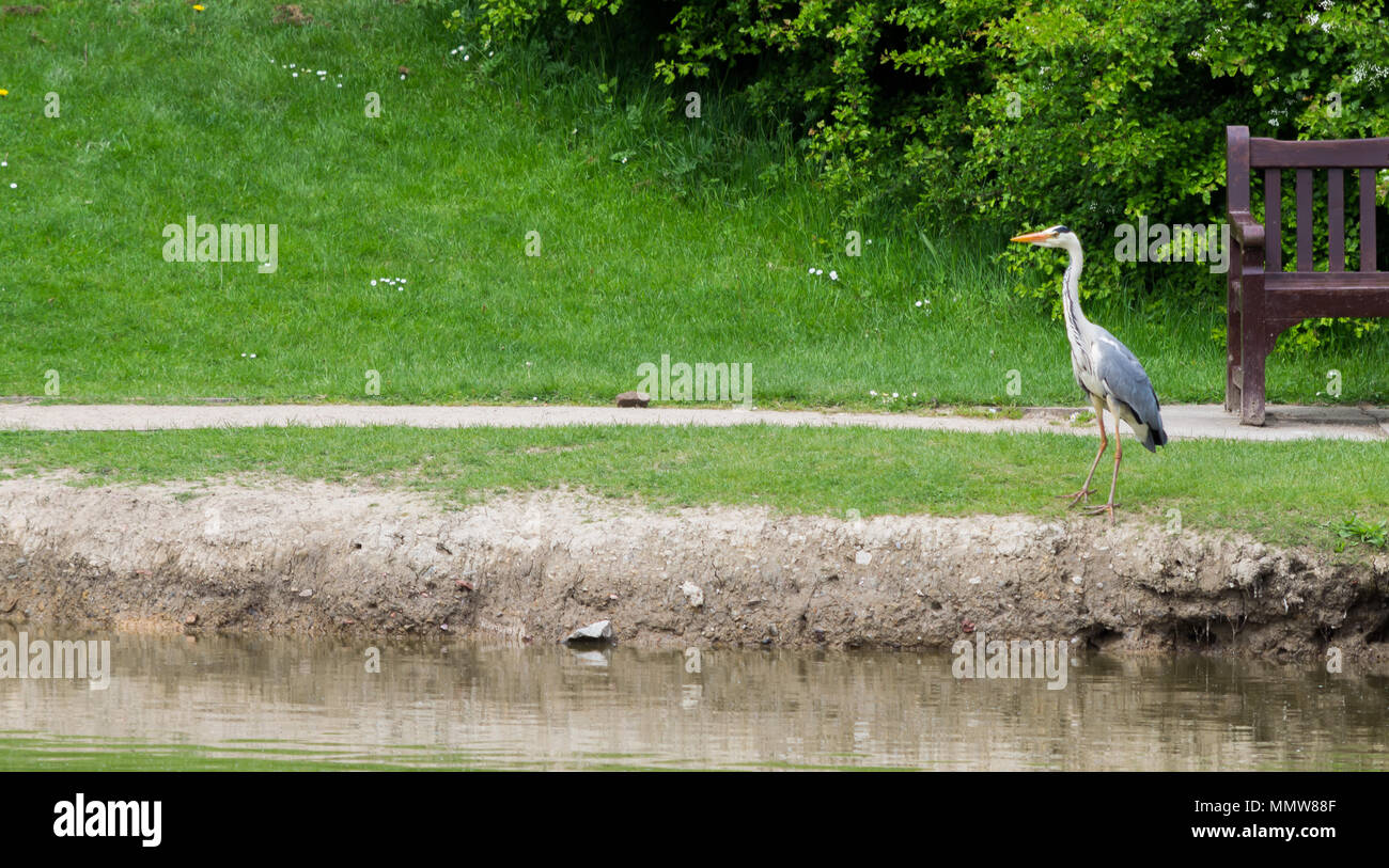 Un Airone si fermò accanto a un banco guardando giù il sentiero del parco Foto Stock