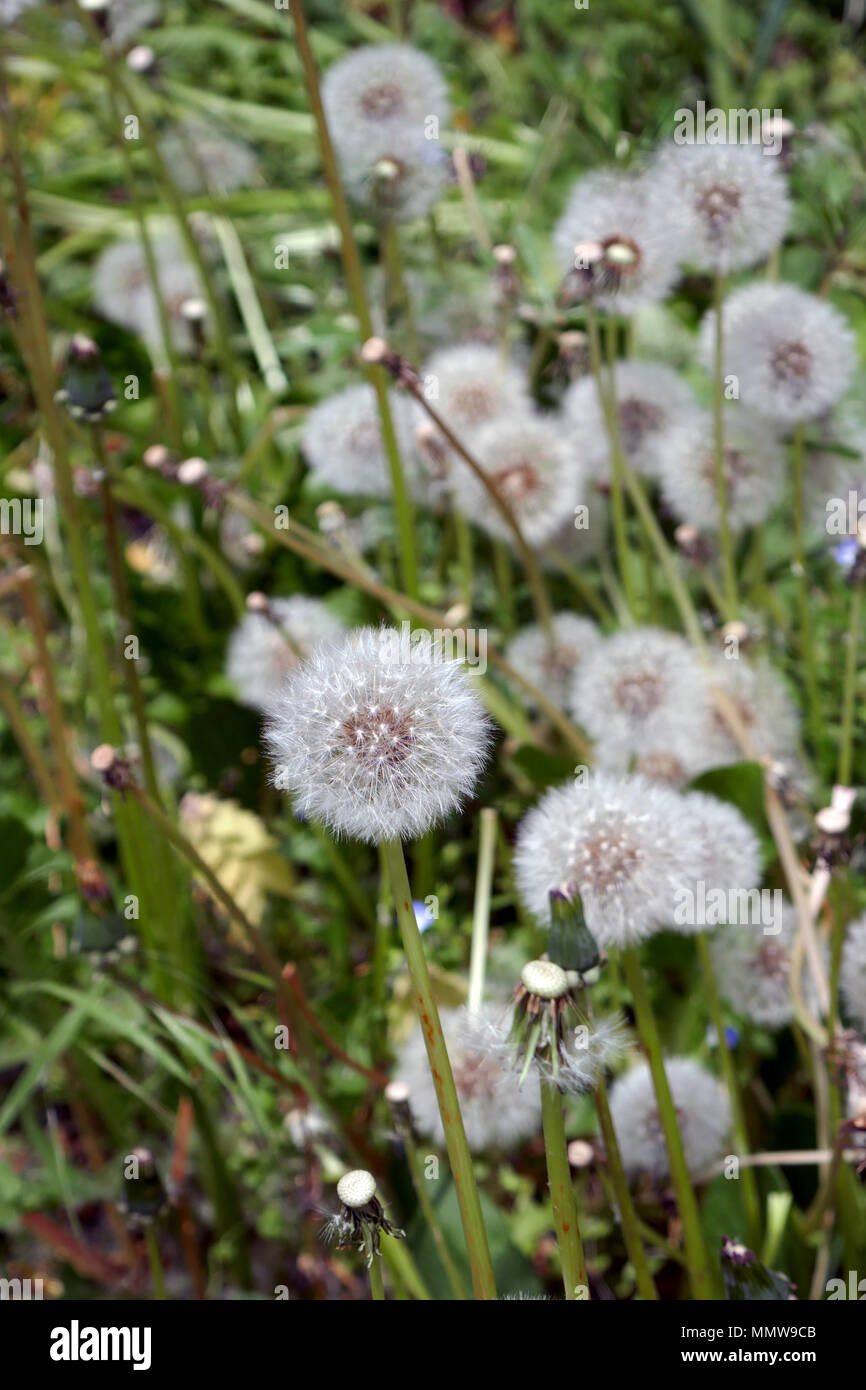 Tarassaco orologi, teste di seme, al di fuori della messa a fuoco lo sfondo Foto Stock