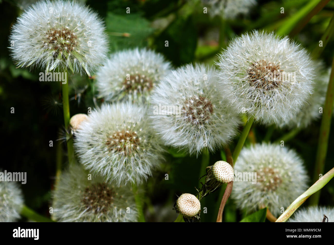 Tarassaco orologi, teste di seme, al di fuori della messa a fuoco lo sfondo Foto Stock