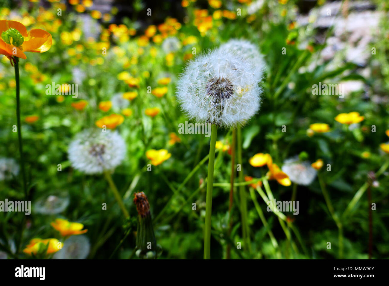 Tarassaco orologi, teste di seme, al di fuori della messa a fuoco lo sfondo Foto Stock