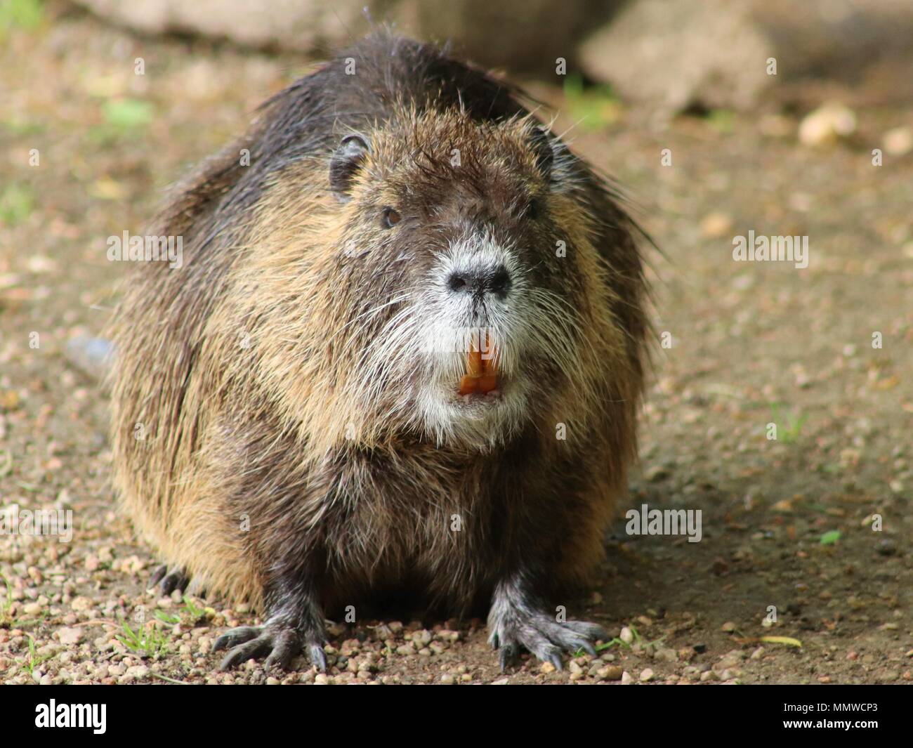 Ritratto di un grande coypu, noto anche come la nutria. Foto Stock