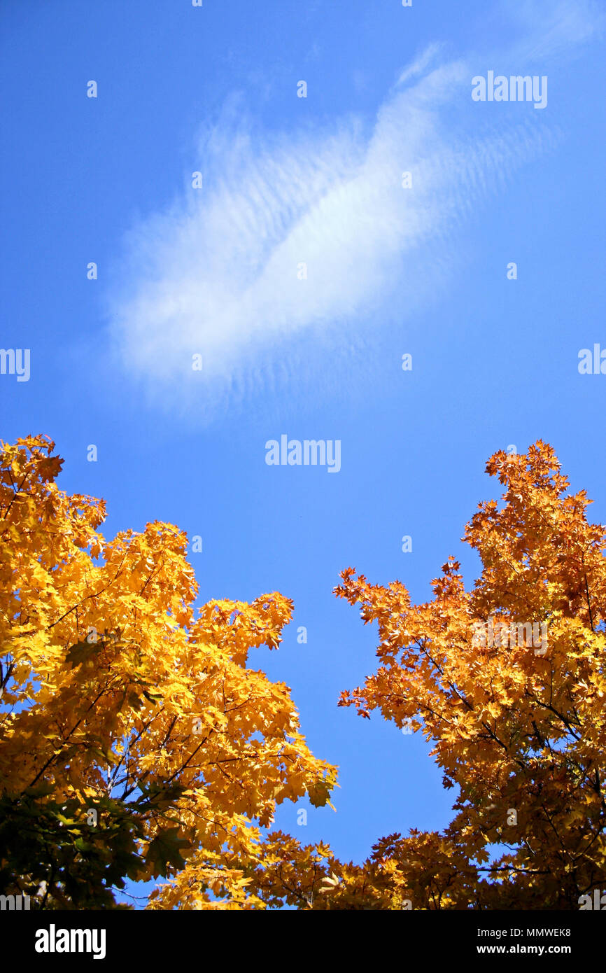 Foglie gialle degli alberi contro il cielo blu. Foto Stock