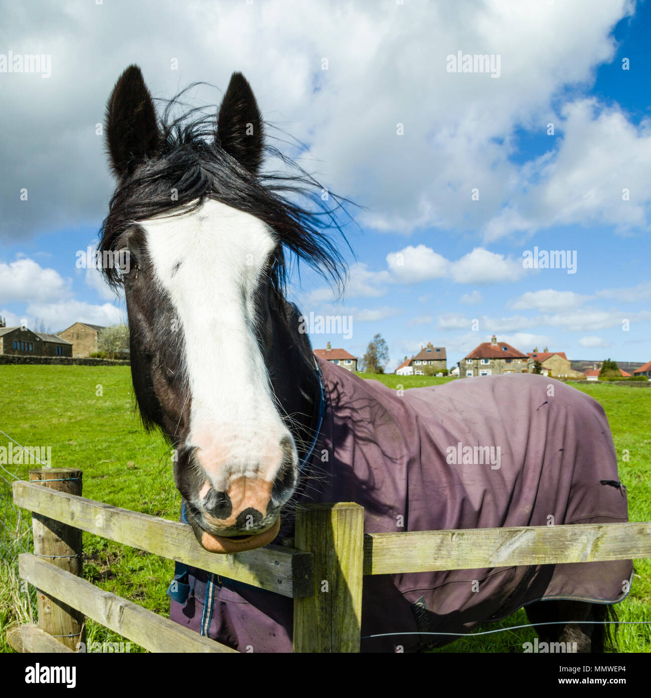 Cavalli in un campo vicino a Heptonstall, West Yorkshire, Regno Unito Foto Stock