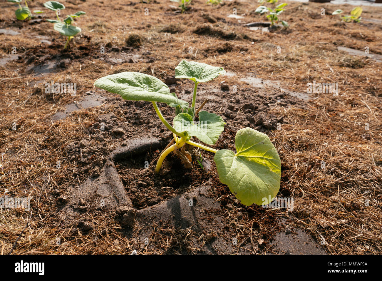 Red kuri squash impianto in una trama orto con un materiale biodegradabile e compostabile erbaccia tessuto di soppressione. Foto Stock