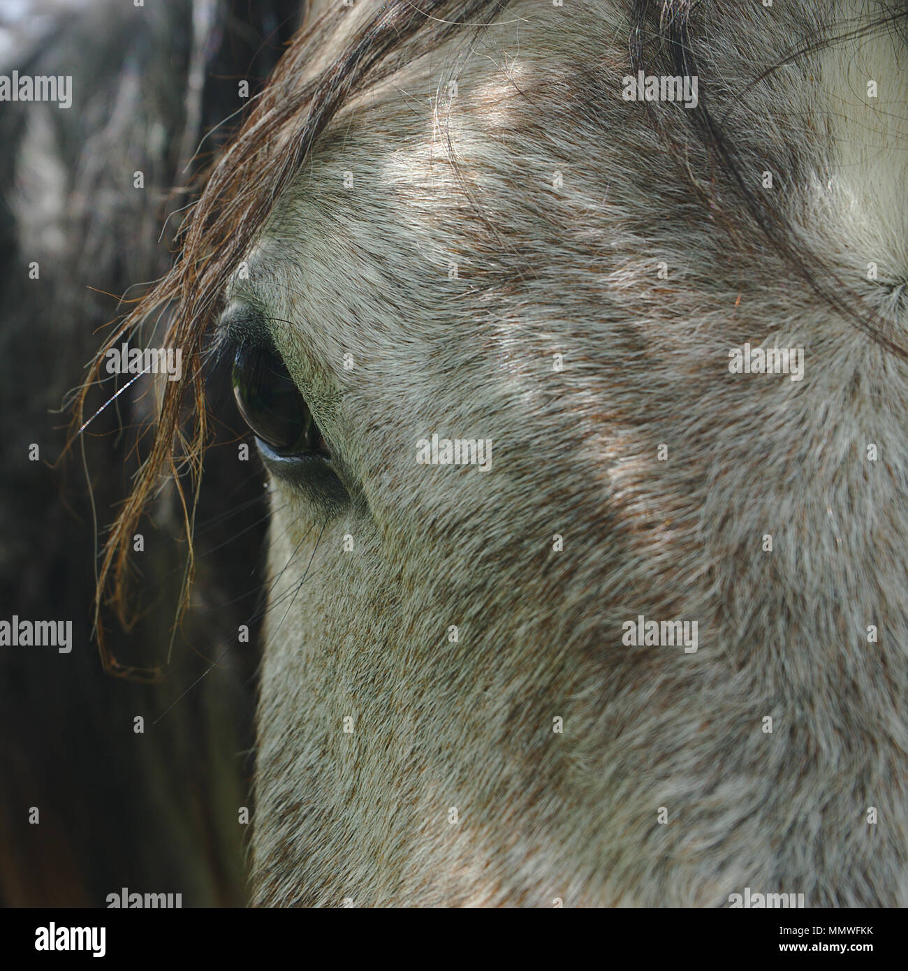 Chiudere su un cavallo grigio occhio, triste guardare Foto Stock