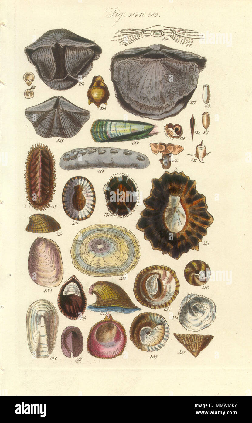 . Inglese: Conchological piastrina manuale 12. Patelle e altri gusci . tra 1812 e 1884. George B. Sowerby Conchological piastrina manuale 012 Foto Stock