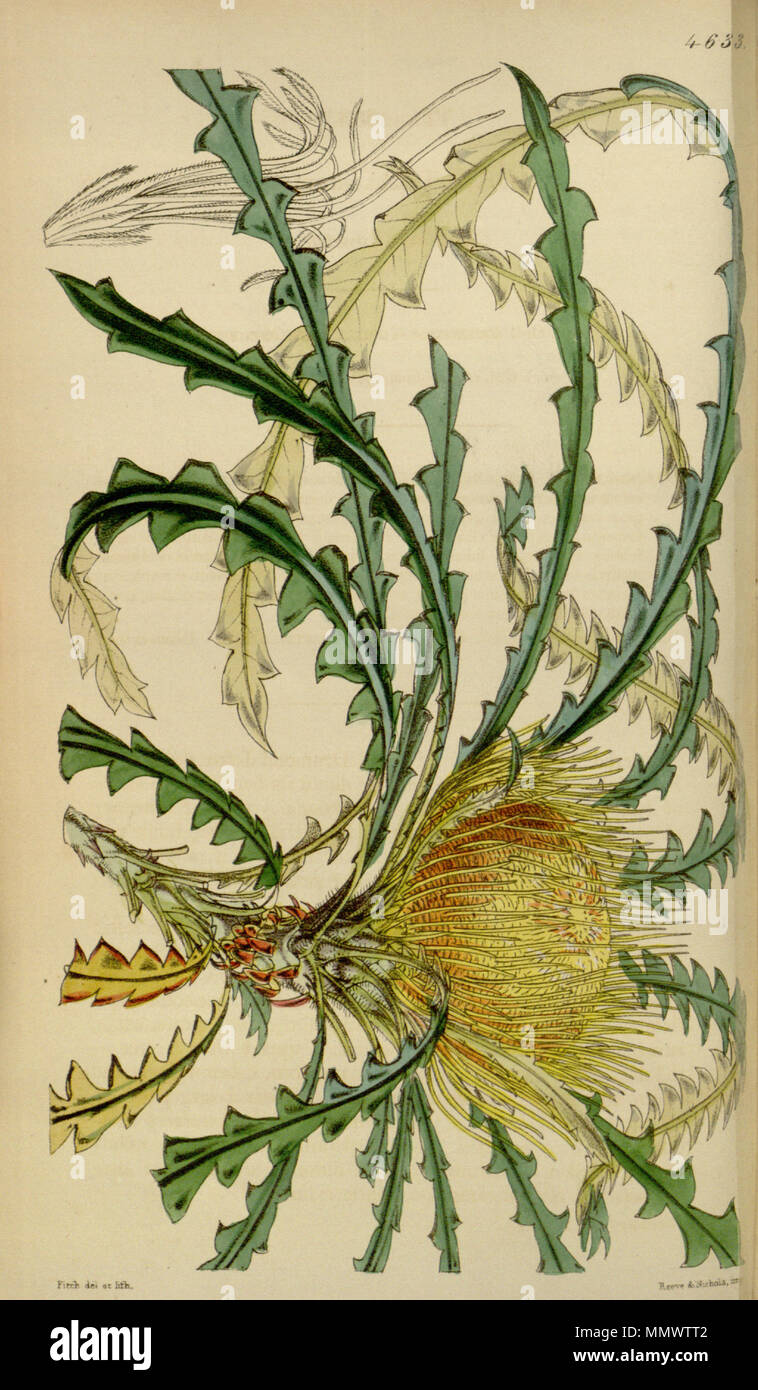 . Questa è un immagine della piastra 4633 dal volume 78 di Curtis's Botanical Magazine, dal titolo 'Dryandra nobilis. Bello Dryandra'. La specie rappresentata è ora noto come Banksia nobilis (Golden Dryandra). Il testo di accompagnamento contiene la didascalia "Fiori:- ingrandite.' in riferimento all'immagine di piccole dimensioni sullo sfondo a sinistra. . 1852. Walter Hood Fitch (1817-1892) nomi alternativi W. H. Fitch; Walter H. Fitch; Fitch Descrizione incisore britannico e botanico, Data di nascita e morte 28 Febbraio 1817 14 gennaio 1892 Luogo di nascita e morte Glasgow Londra periodo di lavoro 1834-1888 compet Foto Stock . Questa è un immagine della piastra 4633 dal volume 78 di Curtis's Botanical Magazine, dal titolo 'Dryandra nobilis. Bello Dryandra'. La specie rappresentata è ora noto come Banksia nobilis (Golden Dryandra). Il testo di accompagnamento contiene la didascalia "Fiori:- ingrandite.' in riferimento all'immagine di piccole dimensioni sullo sfondo a sinistra. . 1852. Walter Hood Fitch (1817-1892) nomi alternativi W. H. Fitch; Walter H. Fitch; Fitch Descrizione incisore britannico e botanico, Data di nascita e morte 28 Febbraio 1817 14 gennaio 1892 Luogo di nascita e morte Glasgow Londra periodo di lavoro 1834-1888 compet Foto Stock