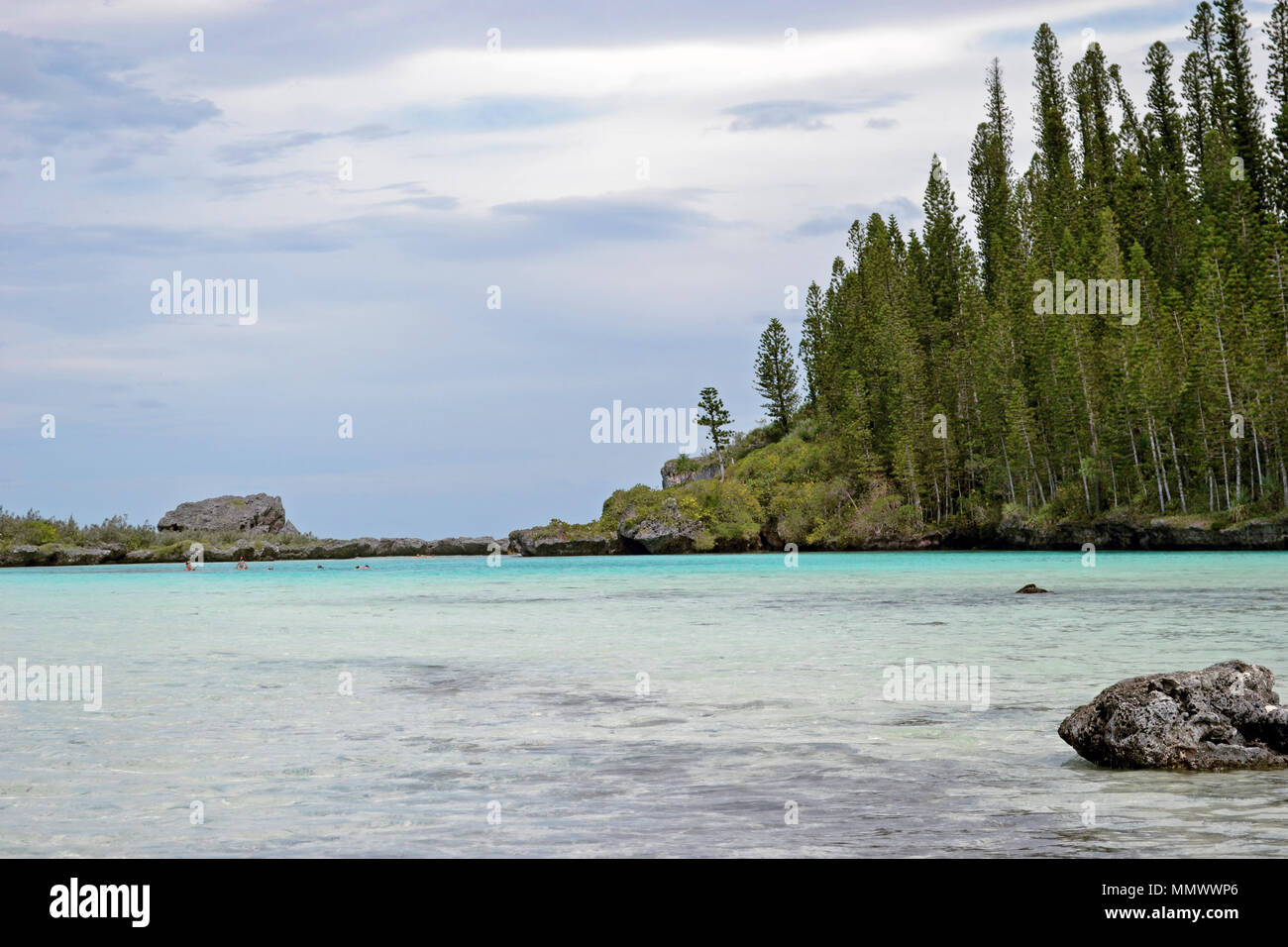 Endemica pini Cook, Araucaria columnaris, piscina naturale di Oro Bay, Isola dei Pini, Nuova Caledonia, Sud Pacifico Foto Stock