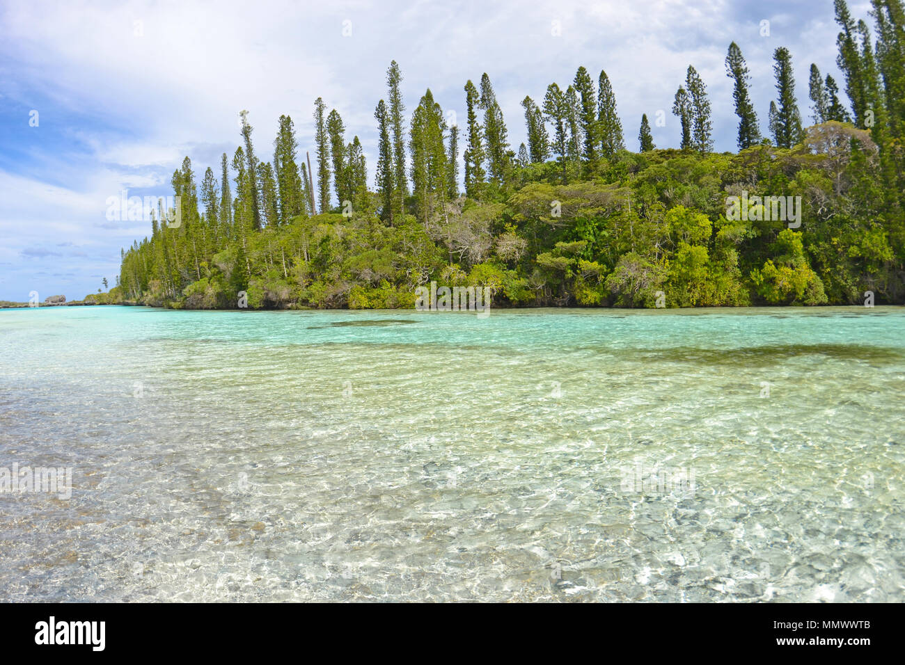 Endemica pini Cook, Araucaria columnaris, piscina naturale di Oro Bay, Isola dei Pini, Nuova Caledonia, Sud Pacifico Foto Stock