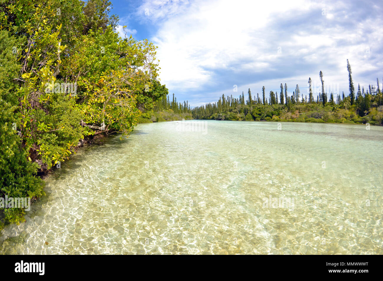 Endemica pini Cook, Araucaria columnaris, piscina naturale di Oro Bay, Isola dei Pini, Nuova Caledonia, Sud Pacifico Foto Stock