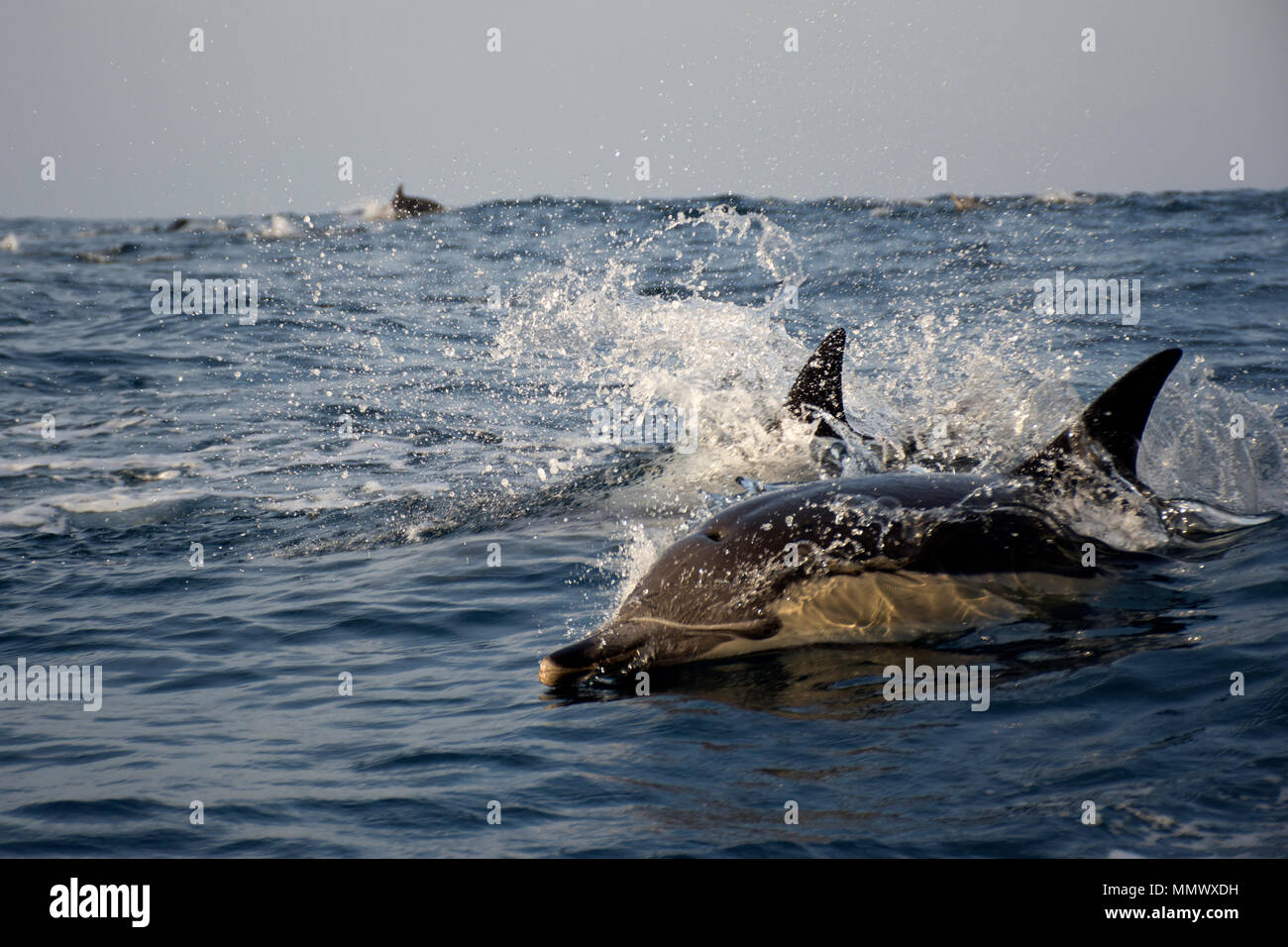 A lungo becco delfino comune, Delphinus capensis, nuota sulla superficie off Coffee Bay, Città del Capo orientale costa selvaggia, Sud Africa Foto Stock