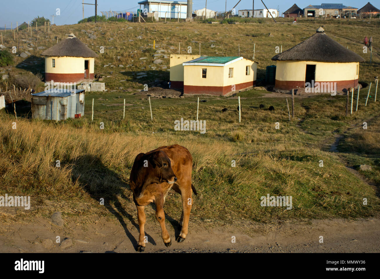 Mucca da una strada nel caffè Bay, Città del Capo orientale costa selvaggia, Sud Africa Foto Stock