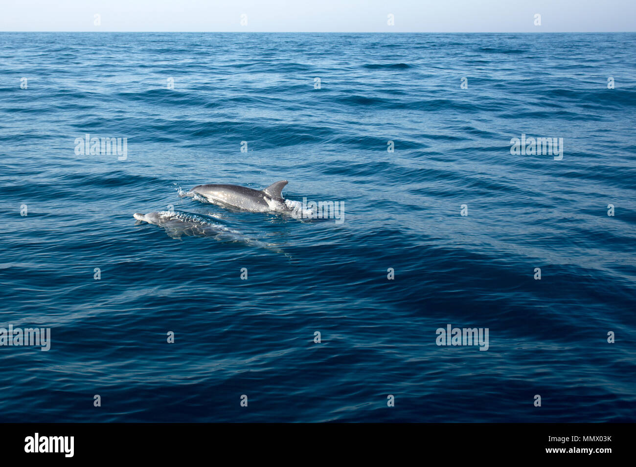 Comune di delfini tursiopi, Tursiops truncatus, caffè Bay, Città del Capo orientale costa selvaggia, Sud Africa, Oceano Indiano Foto Stock