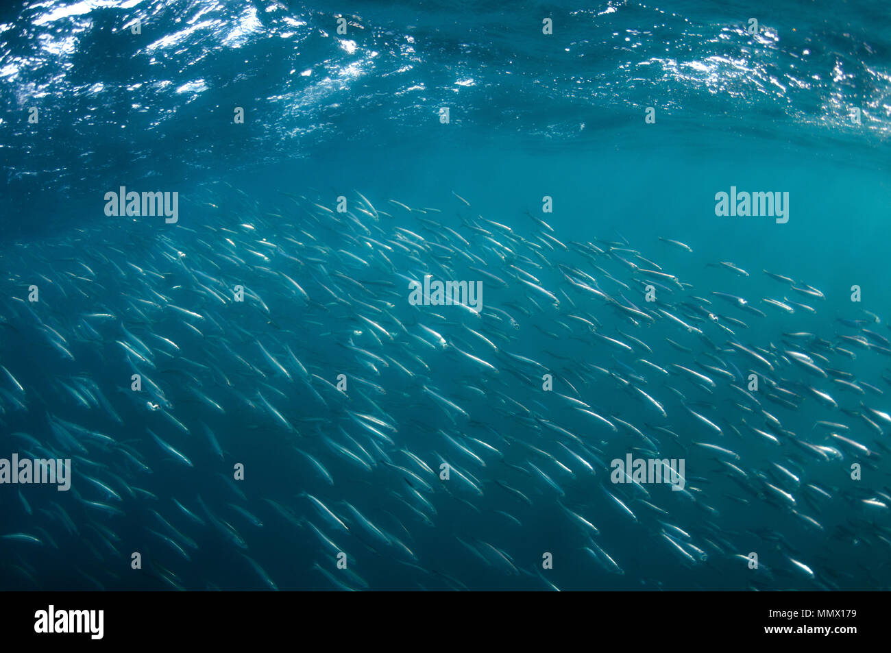 Sardine, SARDINOPS SAGAX, formando una sfera esca durante la sardina Run, Capo orientale costa selvaggia, Sud Africa, Oceano Indiano Foto Stock