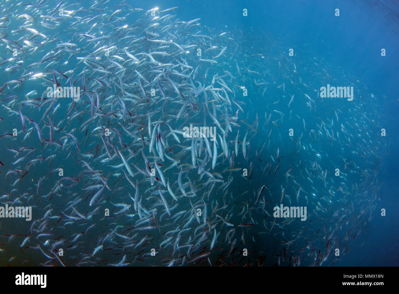 Sardine, SARDINOPS SAGAX, formando una sfera esca durante la sardina Run, Capo orientale costa selvaggia, Sud Africa, Oceano Indiano Foto Stock
